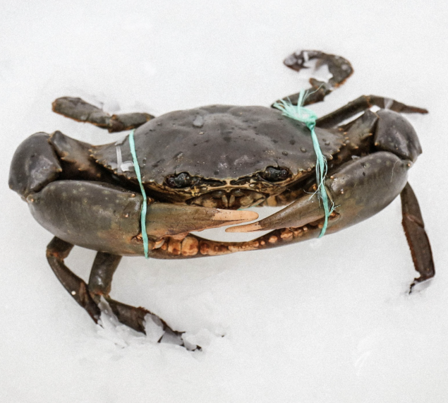 Live Mud Crab (Male) (1.1-1.2KG)